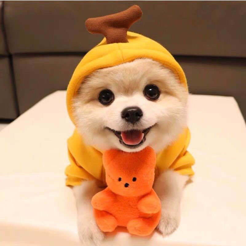 Cute Fruit Dog Clothes